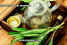 Acı Çayın Faydaları Nelerdir?