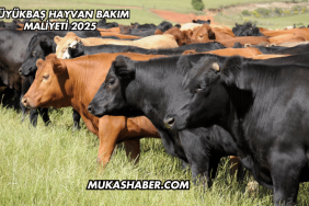 Büyükbaş Hayvan Bakım Maliyeti 2025