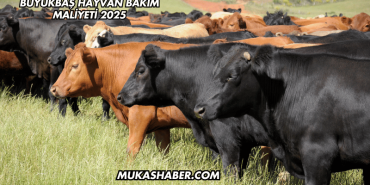 Büyükbaş Hayvan Bakım Maliyeti 2025