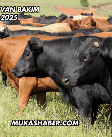 Büyükbaş Hayvan Bakım Maliyeti 2025