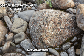 Çörtük Suyu Faydaları Nelerdir?