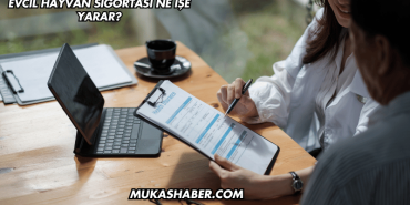 Evcil Hayvan Sigortası Ne İşe Yarar?