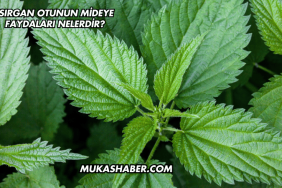 Isırgan Otunun Mideye Faydaları Nelerdir?