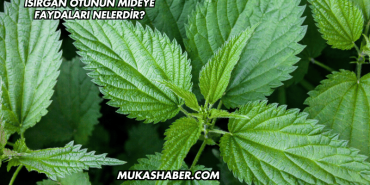Isırgan Otunun Mideye Faydaları Nelerdir?