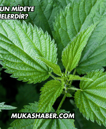 Isırgan Otunun Mideye Faydaları Nelerdir?