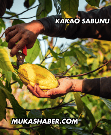 Kakao Sabunu Ne İşe Yarar?