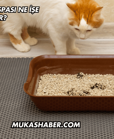 Kedi Kumu Paspası Ne İşe Yarar?