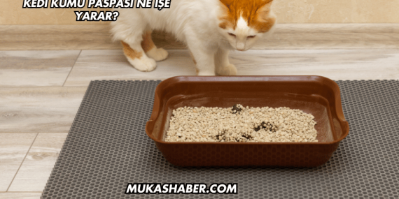 Kedi Kumu Paspası Ne İşe Yarar?