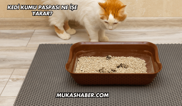 Kedi Kumu Paspası Ne İşe Yarar?
