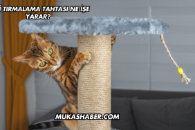 Kedi Tırmalama Tahtası Ne İşe Yarar?