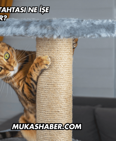 Kedi Tırmalama Tahtası Ne İşe Yarar?