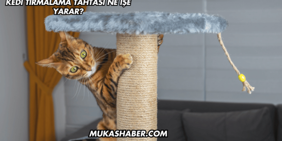 Kedi Tırmalama Tahtası Ne İşe Yarar?