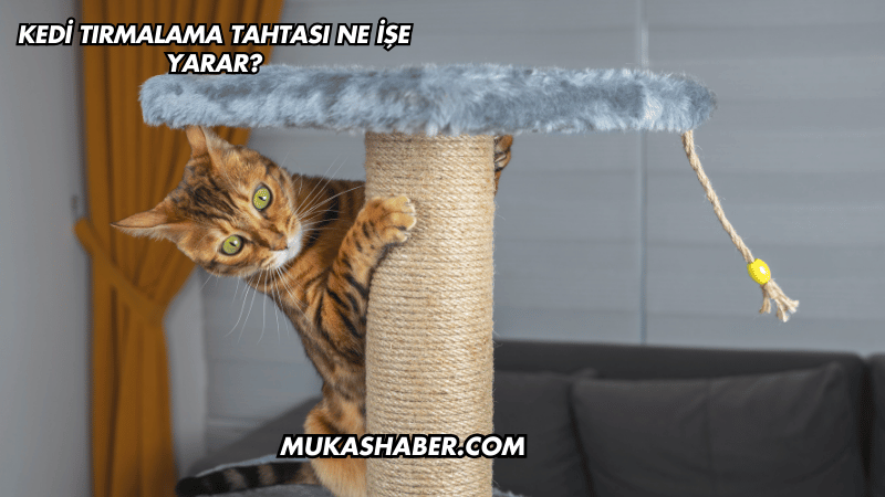 Kedi Tırmalama Tahtası Ne İşe Yarar?