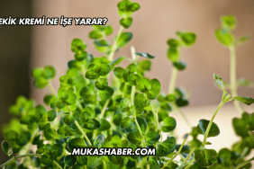 Kekik Kremi Ne İşe Yarar?