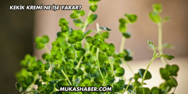 Kekik Kremi Ne İşe Yarar?