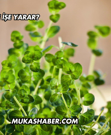 Kekik Kremi Ne İşe Yarar?