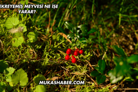 Kekreyemiş Meyvesi Ne İşe Yarar?