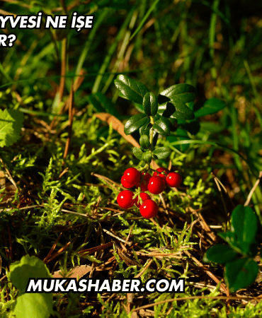 Kekreyemiş Meyvesi Ne İşe Yarar?