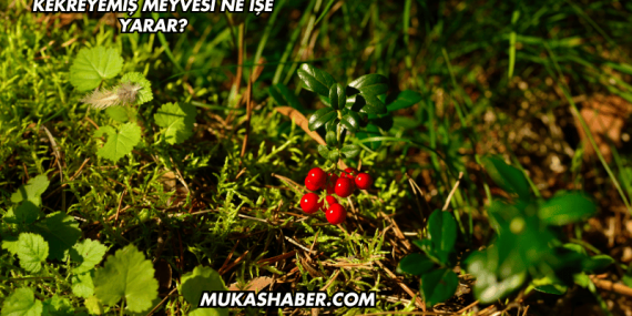 Kekreyemiş Meyvesi Ne İşe Yarar?
