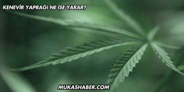 Kenevir Yaprağı Ne İşe Yarar?