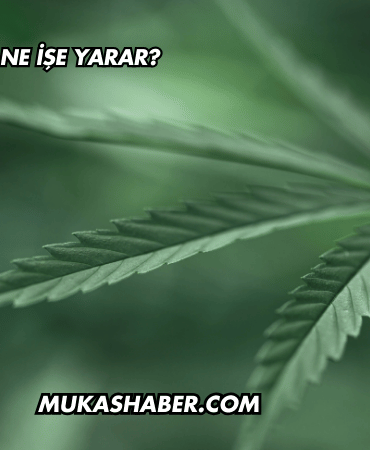 Kenevir Yaprağı Ne İşe Yarar?