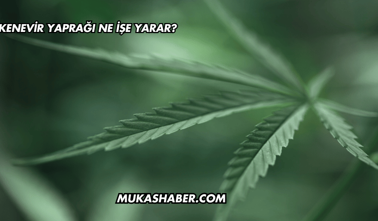 Kenevir Yaprağı Ne İşe Yarar?