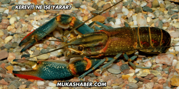 Kerevit Ne İşe Yarar?