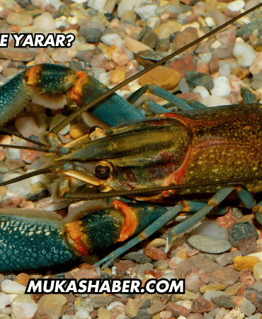 Kerevit Ne İşe Yarar?