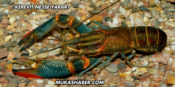 Kerevit Ne İşe Yarar?