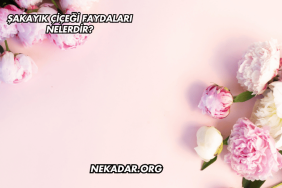 Şakayık Çiçeği Faydaları Nelerdir?