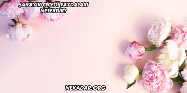 Şakayık Çiçeği Faydaları Nelerdir?