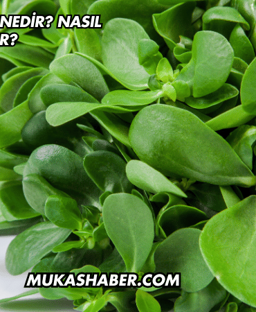 Semizotu Diyeti Nedir? Nasıl Yapılır?