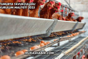 Yumurta Tavukçuluğu Kurulum Maliyeti 2025