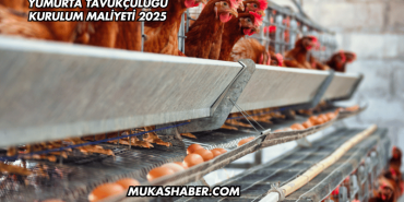 Yumurta Tavukçuluğu Kurulum Maliyeti 2025