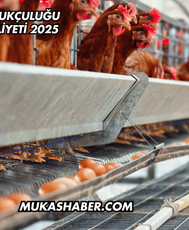 Yumurta Tavukçuluğu Kurulum Maliyeti 2025