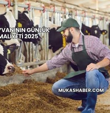 1 Besi Hayvanının Günlük Yem Maliyeti 2025