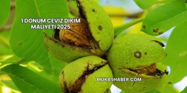 1 Dönüm Ceviz Dikim Maliyeti 2025