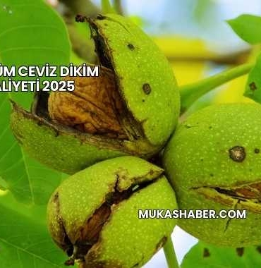 1 Dönüm Ceviz Dikim Maliyeti 2025