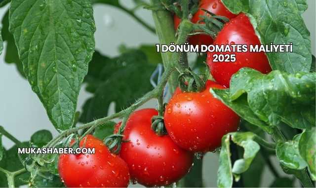 1 Dönüm Domates Maliyeti 2025