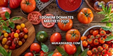 1 Dönüm Domates Maliyeti 2025