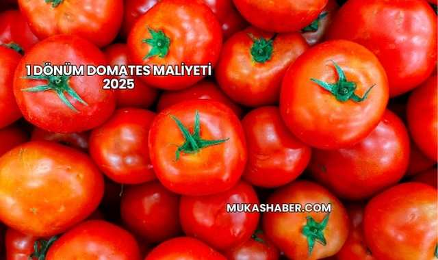 1 Dönüm Domates Maliyeti 2025