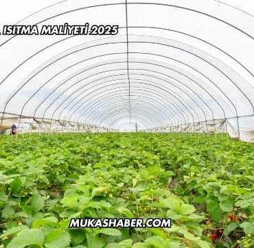 1 Dönüm Sera Isıtma Maliyeti 2025