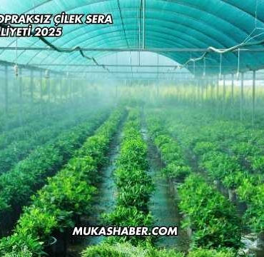 1 Dönüm Topraksız Çilek Sera Maliyeti 2025