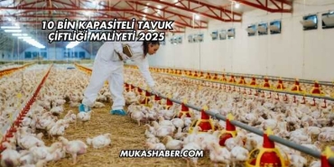 10 Bin Kapasiteli Tavuk Çiftliği Maliyeti 2025