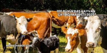 100 Büyükbaş Hayvan Çiftliği Maliyeti 2025