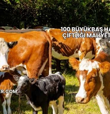 100 Büyükbaş Hayvan Çiftliği Maliyeti 2025