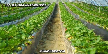 100 m2 Sera Maliyeti 2025