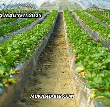 100 m2 Sera Maliyeti 2025