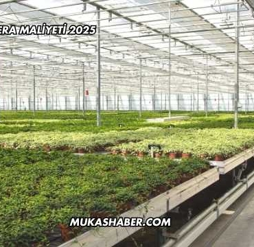 1000 M2 Sera Maliyeti 2025