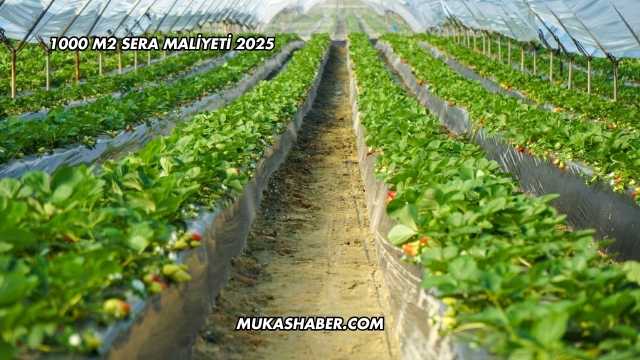 1000 M2 Sera Maliyeti 2025
